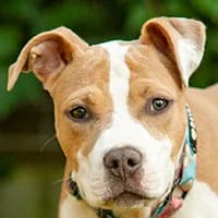 BULBA, Mixed Breed (Fundacja Głosem Zwierząt)
