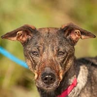 DINKA, Mixed Breed (Fundacja Głosem Zwierząt)