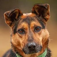 MALTA, Mixed Breed (Fundacja Głosem Zwierząt)