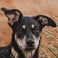 DALKA, Mixed Breed (Fundacja Głosem Zwierząt)