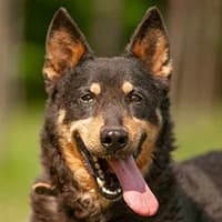KRZYŚ, Mixed Breed (Fundacja Głosem Zwierząt)