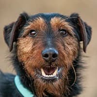 TERRY, Mixed Breed (Fundacja Głosem Zwierząt)