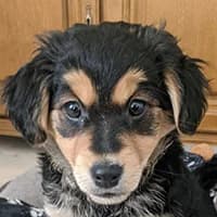 DUDU, Mixed Breed (Fundacja Głosem Zwierząt)