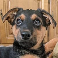 DAMKA, Mixed Breed (Fundacja Głosem Zwierząt)