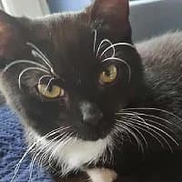 OREO, Mixed Breed (Fundacja Głosem Zwierząt)