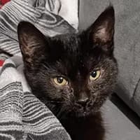WŁOSZKA, Mixed Breed (Fundacja Głosem Zwierząt)