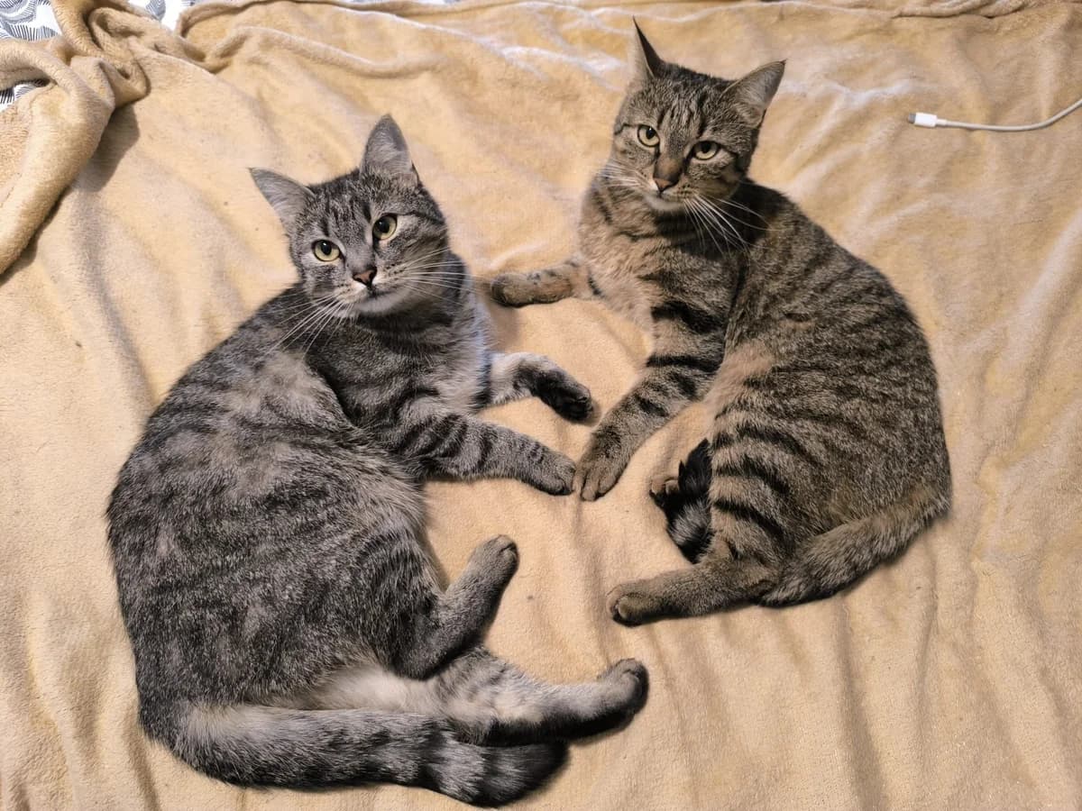 KALKA, Mixed Breed (Fundacja Głosem Zwierząt)
