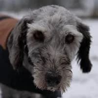 FINKA, Mixed Breed (Fundacja Głosem Zwierząt)