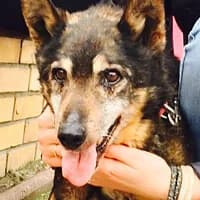 LONIU, Mixed Breed (Fundacja Głosem Zwierząt)
