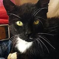 RABARBAR, Mixed Breed (Fundacja Głosem Zwierząt)