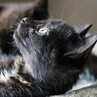 AFERKA, Mixed Breed (Fundacja Głosem Zwierząt)