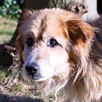 FLOREK, Mixed Breed (Fundacja Głosem Zwierząt)