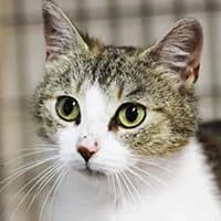 MATYLDA, Mixed Breed (Fundacja Głosem Zwierząt)