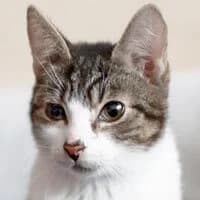DANIELS, Mixed Breed (Fundacja Głosem Zwierząt)