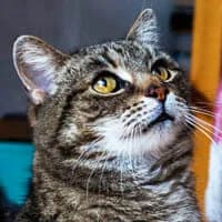 LISÓWKA, Mixed Breed (Fundacja Głosem Zwierząt)