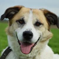 ELZA, Mixed Breed (Fundacja Głosem Zwierząt)