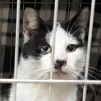 MIŚ, Mixed Breed (Fundacja Głosem Zwierząt)