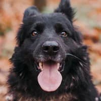 LUNO, Mixed Breed (Fundacja Głosem Zwierząt)