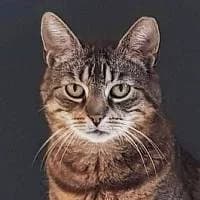 PEREŁKA, Mixed Breed (Fundacja Głosem Zwierząt)