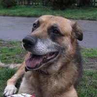 DZIADUNIO, Mixed Breed (Fundacja Głosem Zwierząt)