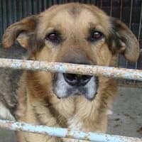 DZIADZIO, Mixed Breed (Fundacja Głosem Zwierząt)