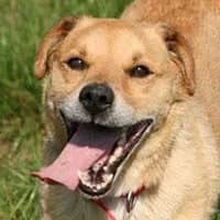 RUDIŚ, Mixed Breed (Fundacja Głosem Zwierząt)