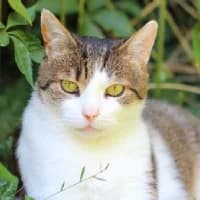LOUISE, Mixed Breed (Fundacja Głosem Zwierząt)