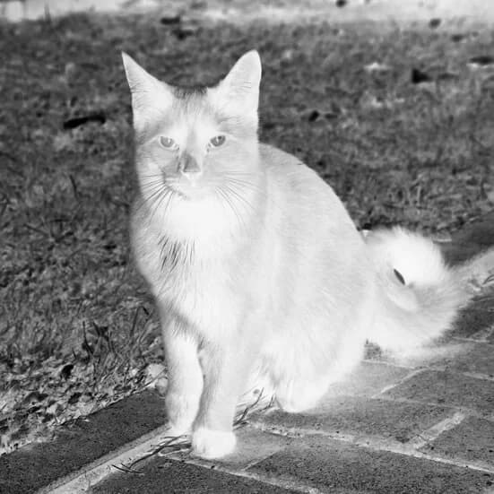 SŁONKO, Mixed Breed (Fundacja Głosem Zwierząt)