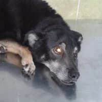 SARA,  Mixed Breed for adoption at Fundacja Głosem Zwierząt, Polska