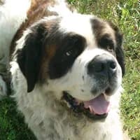 GUFI, Mixed Breed (Fundacja Głosem Zwierząt)
