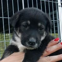 TORRES, Mixed Breed (Fundacja Głosem Zwierząt)