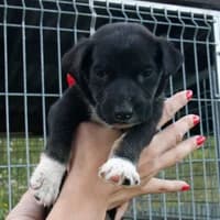 RAMZES,  Mixed Breed for adoption at Fundacja Głosem Zwierząt, Polska