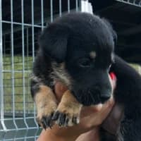 LARA, Mixed Breed (Fundacja Głosem Zwierząt)
