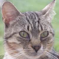 DONIU, Mixed Breed (Fundacja Głosem Zwierząt)