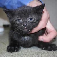 NIKO, Mixed Breed (Fundacja Głosem Zwierząt)