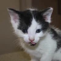 NEMOO, Mixed Breed (Fundacja Głosem Zwierząt)