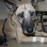 KAZANKA, Mixed Breed (Fundacja Głosem Zwierząt)