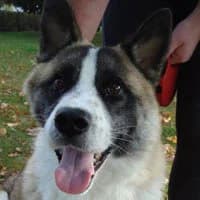 CHILI, Mixed Breed (Fundacja Głosem Zwierząt)