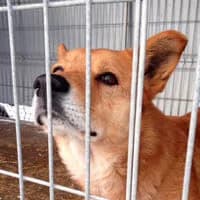 FOKS, Mixed Breed (Fundacja Głosem Zwierząt)