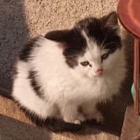 MISSOURI, Mixed Breed (Fundacja Głosem Zwierząt)
