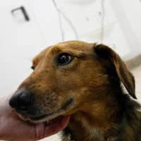 RUDOLF, Mixed Breed (Fundacja Głosem Zwierząt)