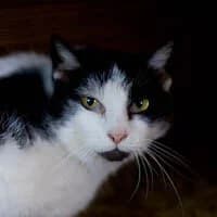 SZYSZKA, Mixed Breed (Fundacja Głosem Zwierząt)