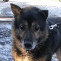 BOONO, Mixed Breed (Fundacja Głosem Zwierząt)