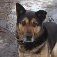 SKANER, Mixed Breed (Fundacja Głosem Zwierząt)
