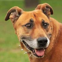 MAKS, Mixed Breed (Fundacja Głosem Zwierząt)