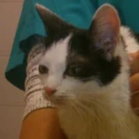 IZI, Mixed Breed (Fundacja Głosem Zwierząt)