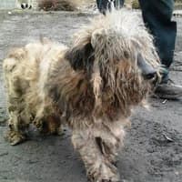 CHARLI, Mixed Breed (Fundacja Głosem Zwierząt)