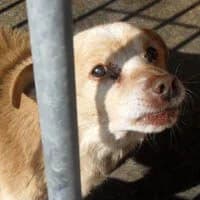 ARGOS, Mixed Breed (Fundacja Głosem Zwierząt)