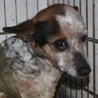ROXY, Mixed Breed (Fundacja Głosem Zwierząt)