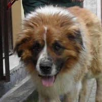 BERNIE, Mixed Breed (Fundacja Głosem Zwierząt)